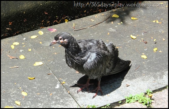 Down and Out Pigeon