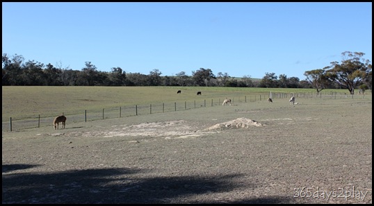 Lavendale Farmland (2)